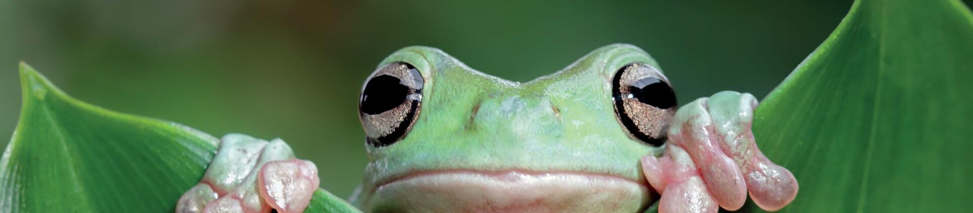 biodiversiteetti-e-learning-ramboll
